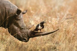 Yatra.com: BUDGET TRAVELS RHINO